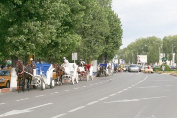 Deranj mare cu poneii în Mamaia: Poliţia Locală a început să-i confişte!